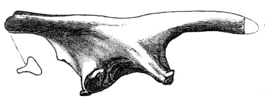 Archivo:Valdosaurus sp.jpg