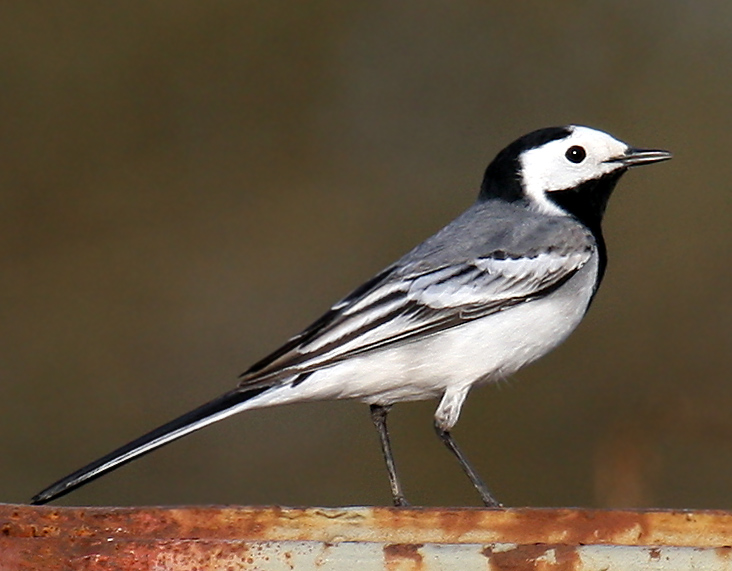 File:White-Wagtail.jpg