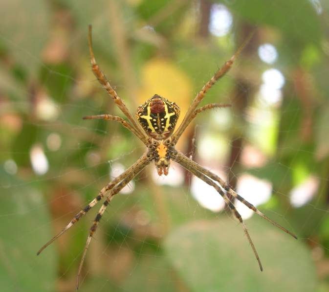 Файл:Argiope.jpg