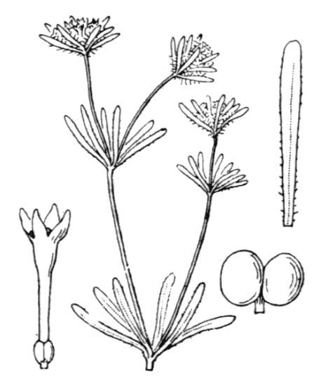 File:Asperula arvensis.jpg