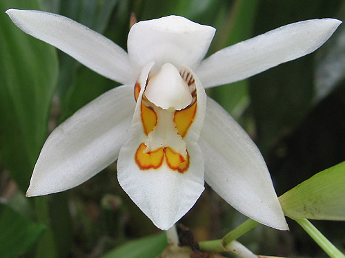 File:Coelogyne nitida.jpg