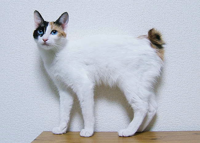 File:JapaneseBobtailBlueEyedMi-ke.JPG