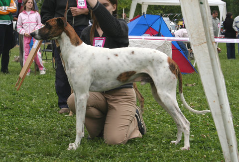 File:Magyar agár male.jpg