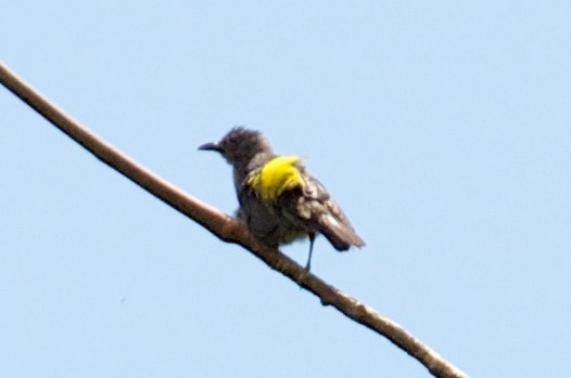 Файл:Sulfur-rumped Tanager - Panama - 5-31-12 - 2012-05-30at21-12-54 (8143006758).jpg