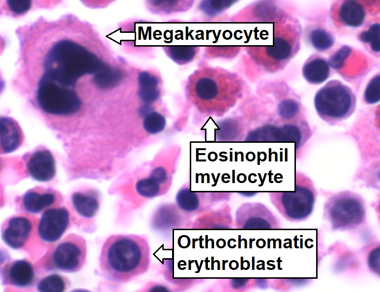 File:Trilineage hematopoiesis, annotated.jpg