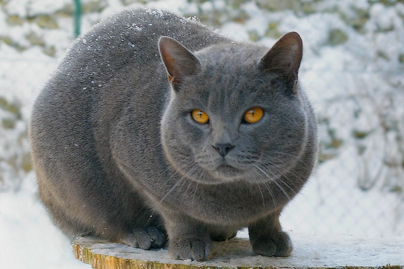 Archivo:Chartreux-Bonheur-nuits indiennes-neige2009.jpg