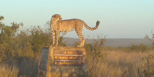 File:Cheetah on road sign.jpg