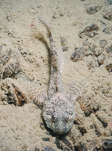 File:Cottus gobio.jpg