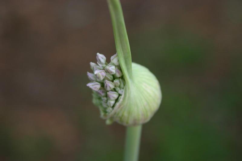 Archivo:Elephant Garlic (Allium ampeloprasum).jpg