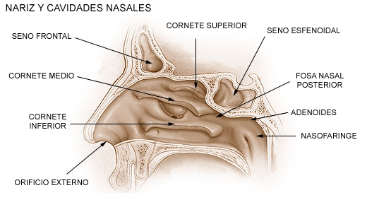 Archivo:Illu nariz y cavidades nasales.jpg