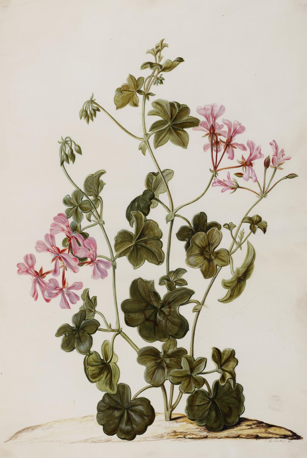 An aquarel depicting Pelargonium peltatum, made in 1701 by Jan Moninckx