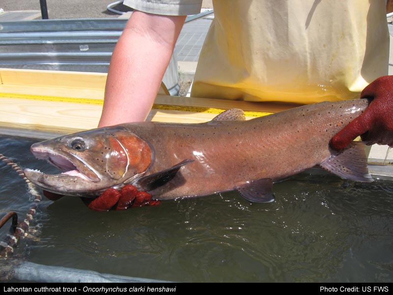 File:Lahontan cutthroat trout usfws.jpg