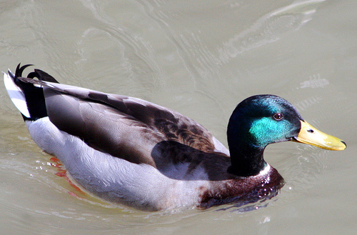 File:Mallardcloseup.jpg