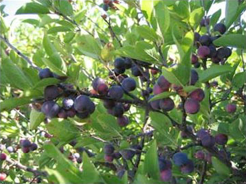 File:Prunus maritima.jpg