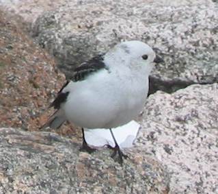 File:Snow Bunting Cairngorm.jpg