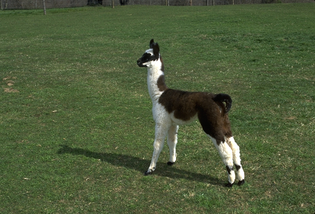 File:Young llama at Homestead Llamas in Davidsonville, MD.jpg