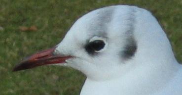 File:Black-headed gull winter head.jpg