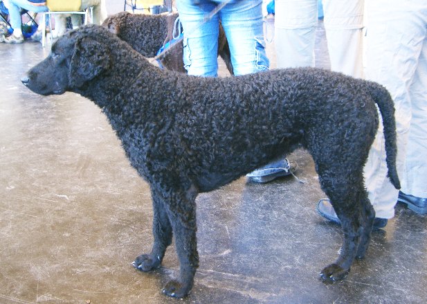 File:Curly Coated Retriever.jpg