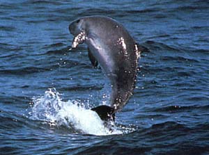 File:Dwarf sperm whale (NOAA Pitman).jpg