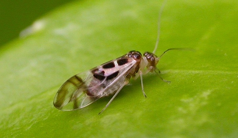 File:Graphopsocus cruciatus 02.jpg