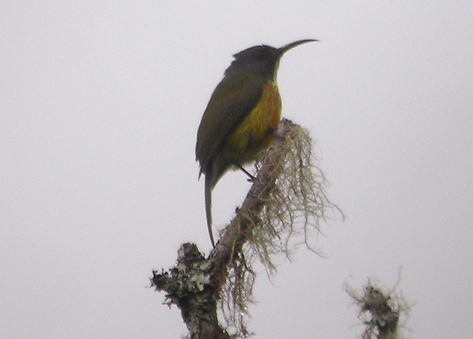 File:Mount Apo Sunbird 1 (cropped).jpg