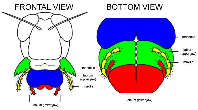 File:Grasshopper mouth.png