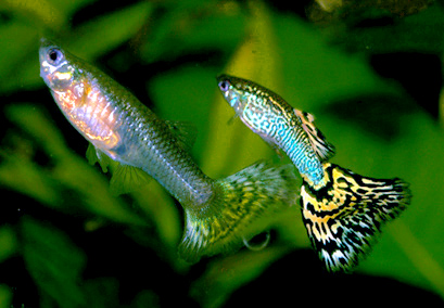 File:Guppy coppia gialla.jpg