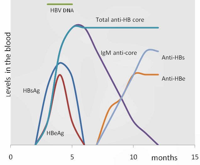 File:HBV serum markers.png