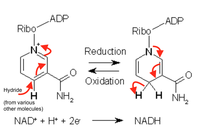 File:NAD+ Oxidation and Reduction.png