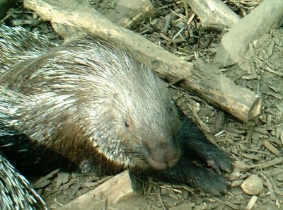 File:Stachelschwein2.jpg