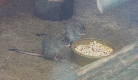 File:Bettongia penicillata at Duisburg Zoo (1).JPG