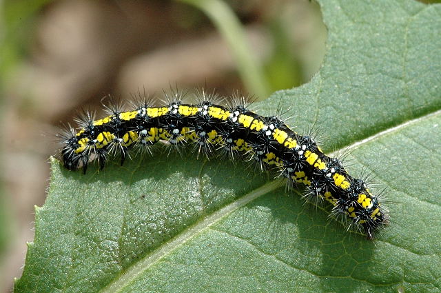 Archivo:Callimorpha.dominula.caterpillar.jpg