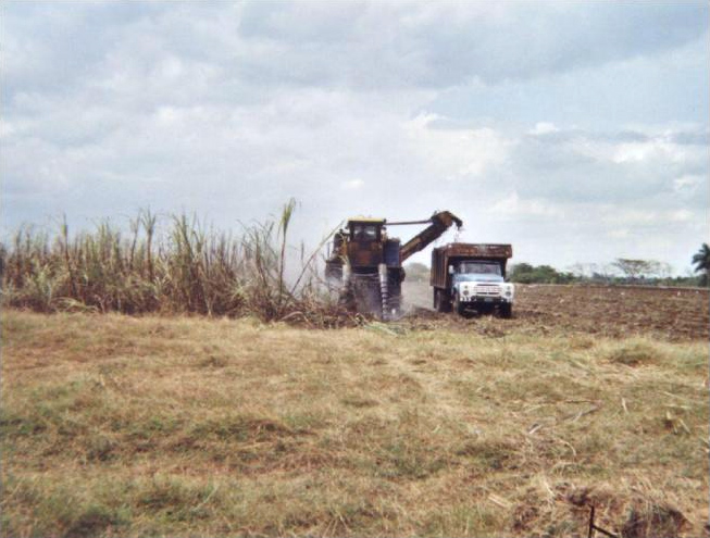 Файл:Cuba-canne a sucre.jpg