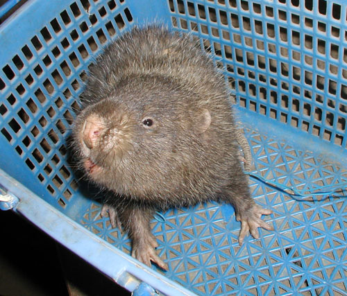 File:Lesser bamboo rat.jpg