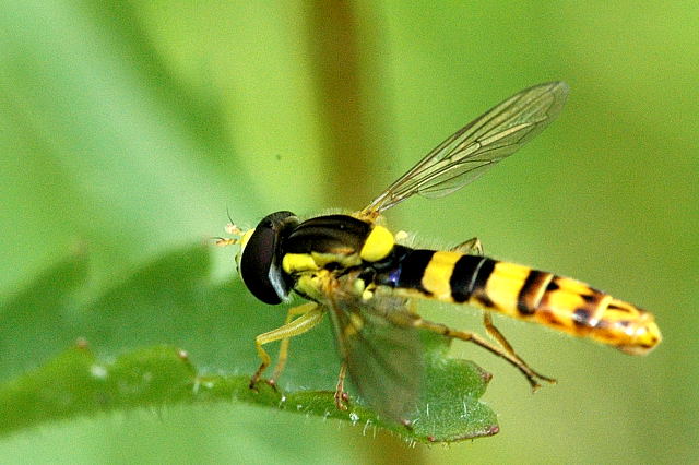 File:Sphaerophoria.scripta.male.jpg