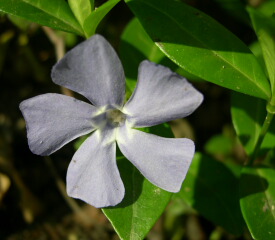 File:Unknown garden flower 3.jpg