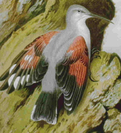 File:Wallcreeper.JPG