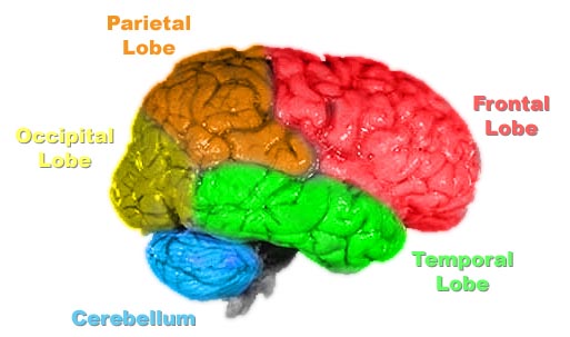 File:Brain-anatomy.jpg