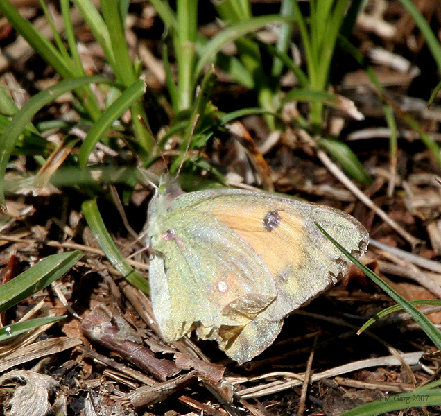 File:Butterfly Im IMG 6944.jpg