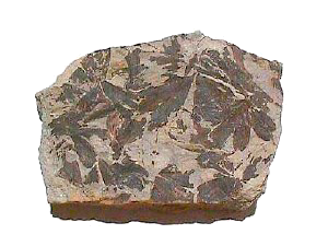 Archivo:Gingko fossile-jurassique 0.png