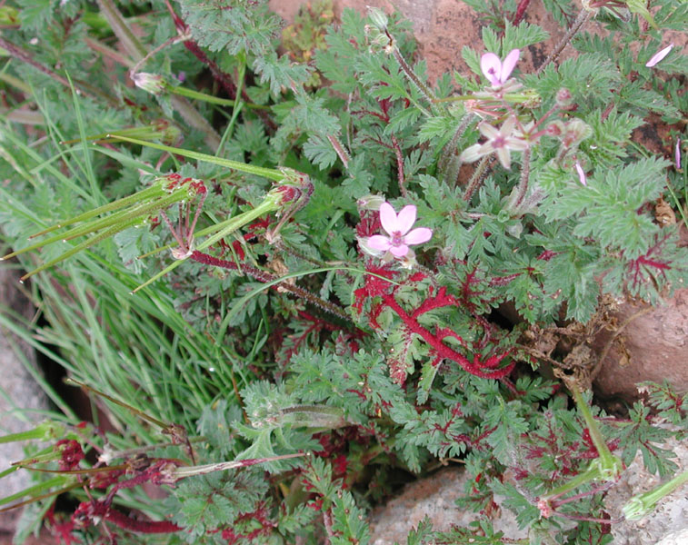 Archivo:Synchytrium on Erodium cicutarium.jpg