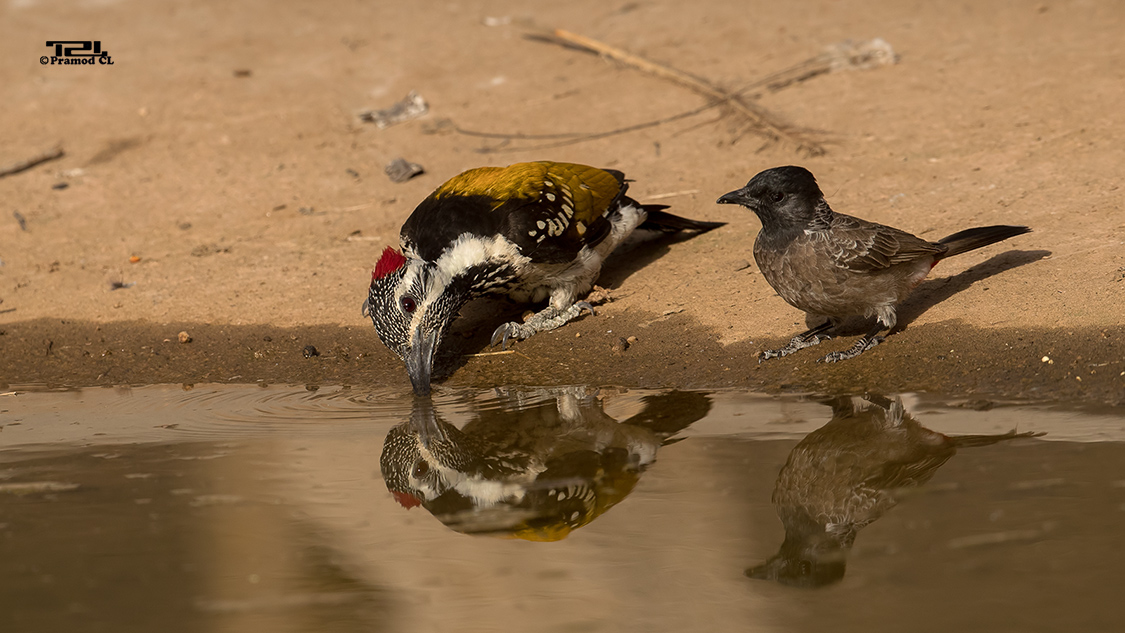 Black-rumped flameback drinking water