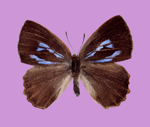 File:Deramas toshikoae female upperside.jpg