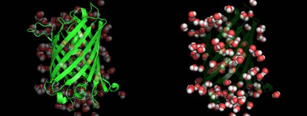 Incoherent neutron scattering reveals dynamics from different parts of a protein based on the location of hydrogen in the system. Here we see on the left how a scattering experiment sees hydrogenated GFP in D2O (heavy water), and on the right, how the same experiment would see deuterated GFP in H2O (water).