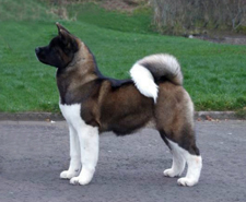 File:American akita.jpg