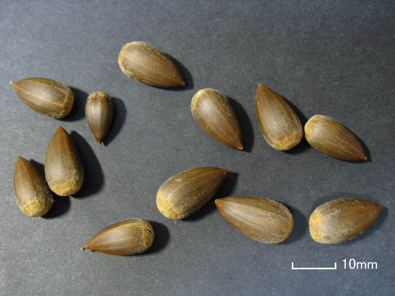 File:Castanopsis sieboldii nuts01.jpg