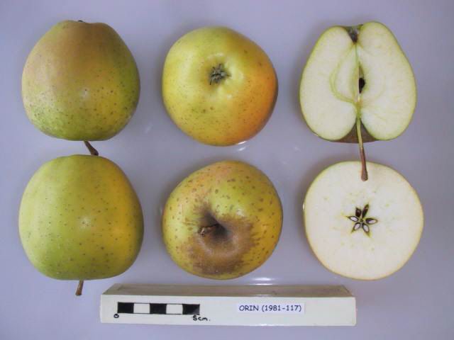 File:Cross section of Orin, National Fruit Collection (acc. 1981-117).jpg