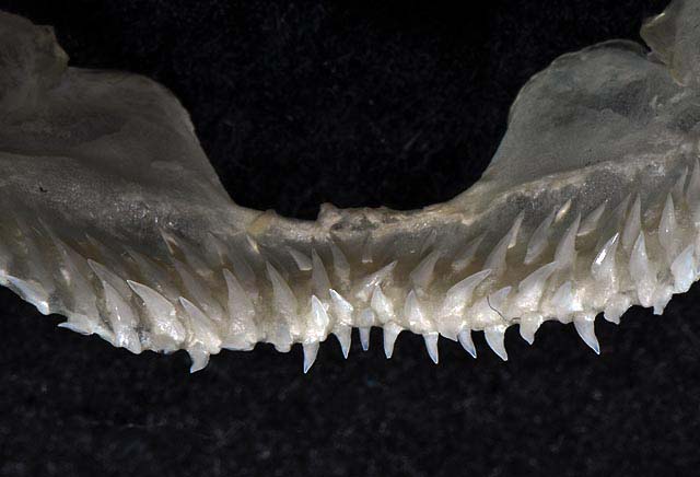 File:Isistius brasiliensis upper teeth.jpg