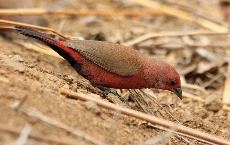 Файл:Jameson's Firefinch (Lagonosticta rhodopareia).jpg