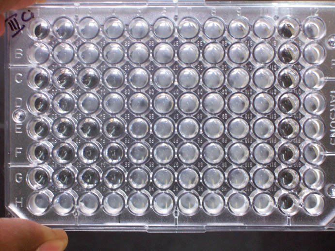 File:MIC microbroth dilution.jpg